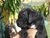 Cucciolo